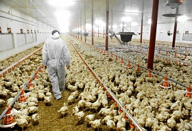 Alembic and Amlan Launch Toxin Solutions for Poultry Industry